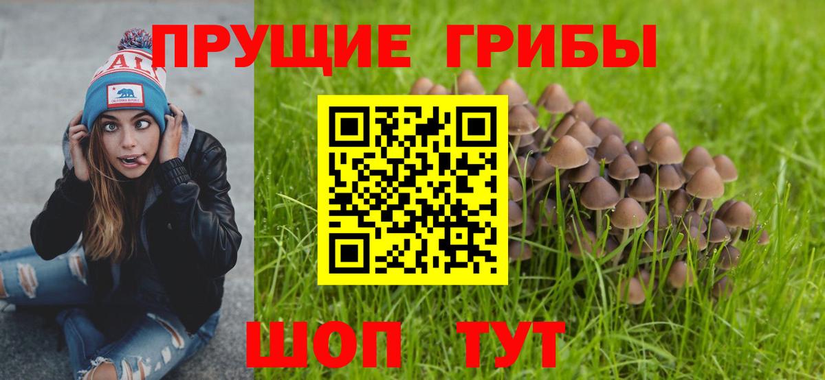 Псилоцибиновые грибы Psilocybe Джанкой